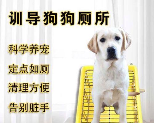 狗狗便便的褐色之谜（探究狗狗便便为何多是褐色的原因）