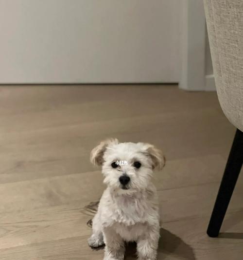 狗狗进入凉房后如何正确处理（狗狗凉了怎么办）