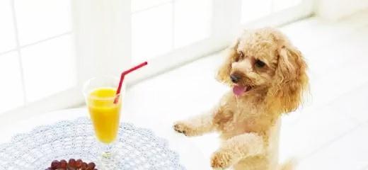 狗狗能吃杏仁吗（宠物的饮食需求与注意事项）