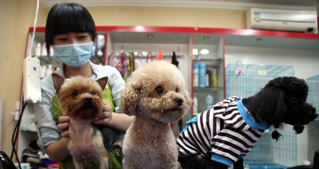 宠物养护知识——狗狗打疫苗示意图解析（宠物家长必看）