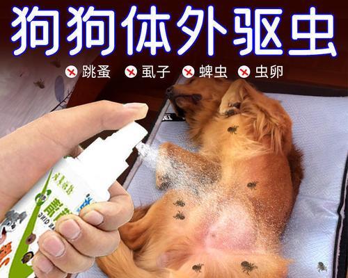 狗狗得蛔虫怎么办（预防与治疗）