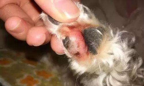狗狗脚痒的症状和治疗方法（宠物脚痒不可忽视）