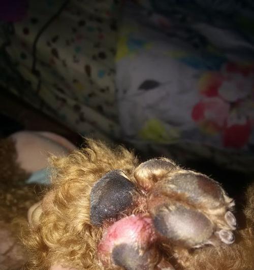 如何帮助宠物狗减少皮屑问题（探究狗狗皮肤健康的关键和有效的缓解方法）