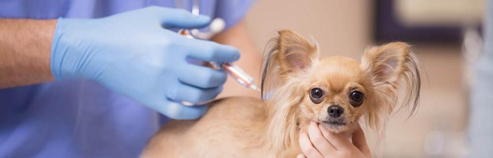宠物狗需要注射哪些疫苗（全面了解狗狗的预防接种计划）