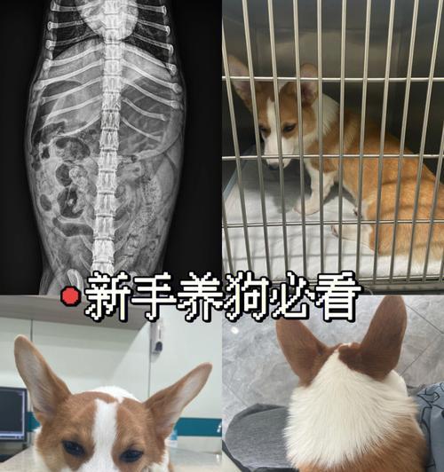 狗狗肚子胀大的原因及治疗方法（解析宠物肚子胀大的因素和预防措施）