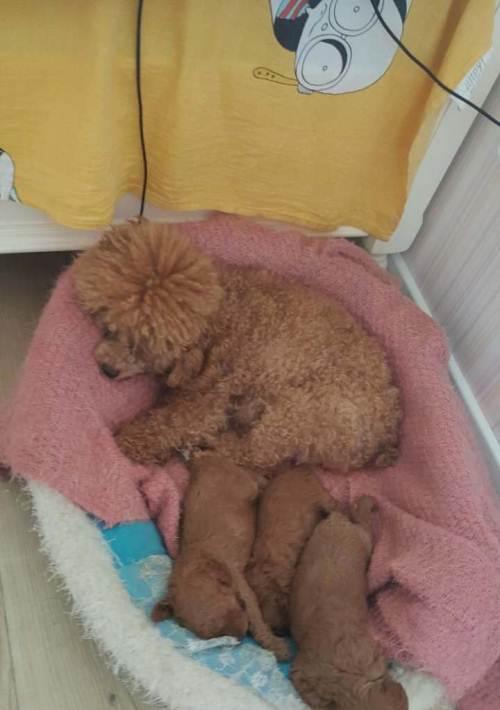 宠物犬犬断奶后驱虫必知（如何安全有效地驱虫）
