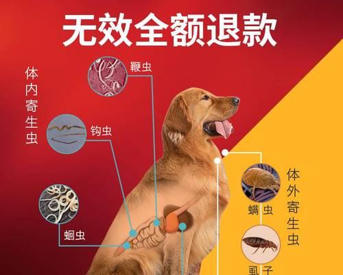 宠物犬犬断奶后驱虫必知（如何安全有效地驱虫）