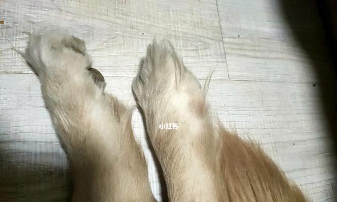狗狗多发性神经炎，宠物主人应该知道的一切（了解病因、症状和治疗）