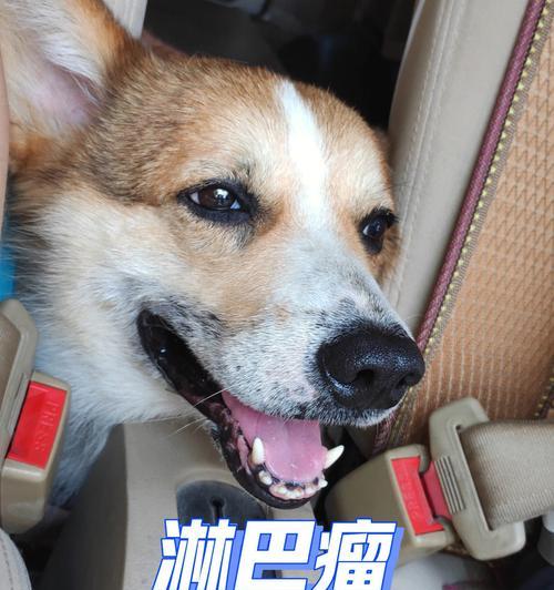 宠物狗恶性肿瘤的痛苦（了解恶性肿瘤对狗狗的影响）