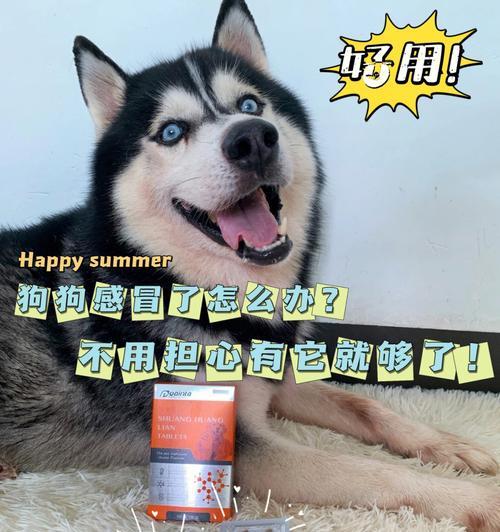如何给狗狗退烧（掌握这些知识）