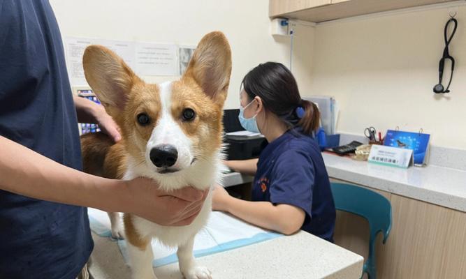 狗狗肺炎的影响及预防方法（了解狗狗肺炎的传染方式和症状）