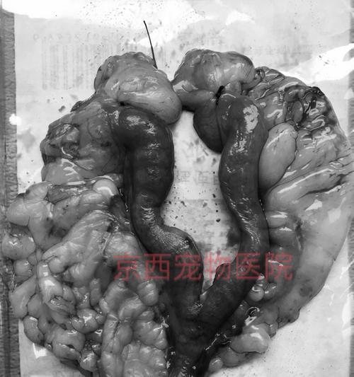 狗狗腹疝的治疗方法（宠物腹疝的症状和治疗方式）