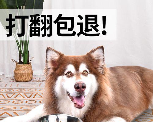 揭秘狗狗为什么喜欢拱碗（探究狗狗拱碗的心理和行为特征）