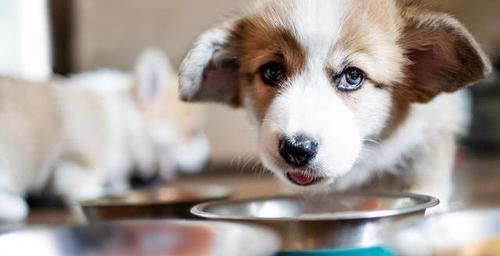 狗狗的恐惧感是真实存在的（探究宠物犬的心理及其表现方式）