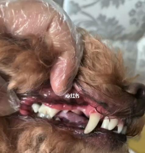 宠物狗狗几个月换牙（了解狗狗牙齿发育周期）