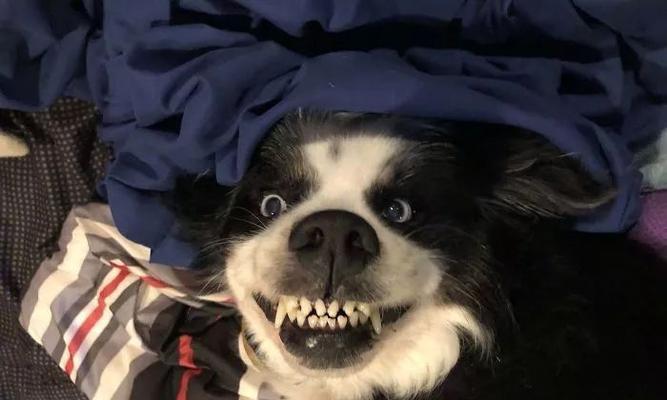 狗狗几个月换犬齿的注意事项（宠物爱好者必知）