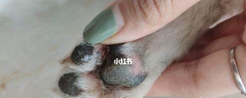 狗狗脚掌炎的治疗方法（宠物爱护）
