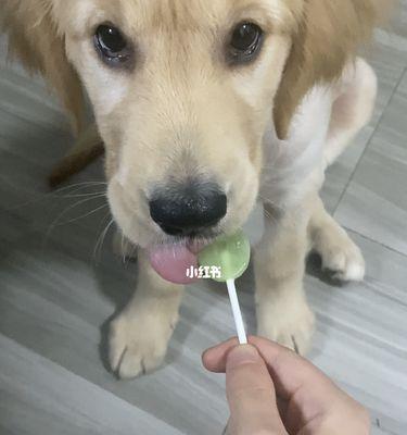 如何让狗狗放松地吃药（宠物主人必读）