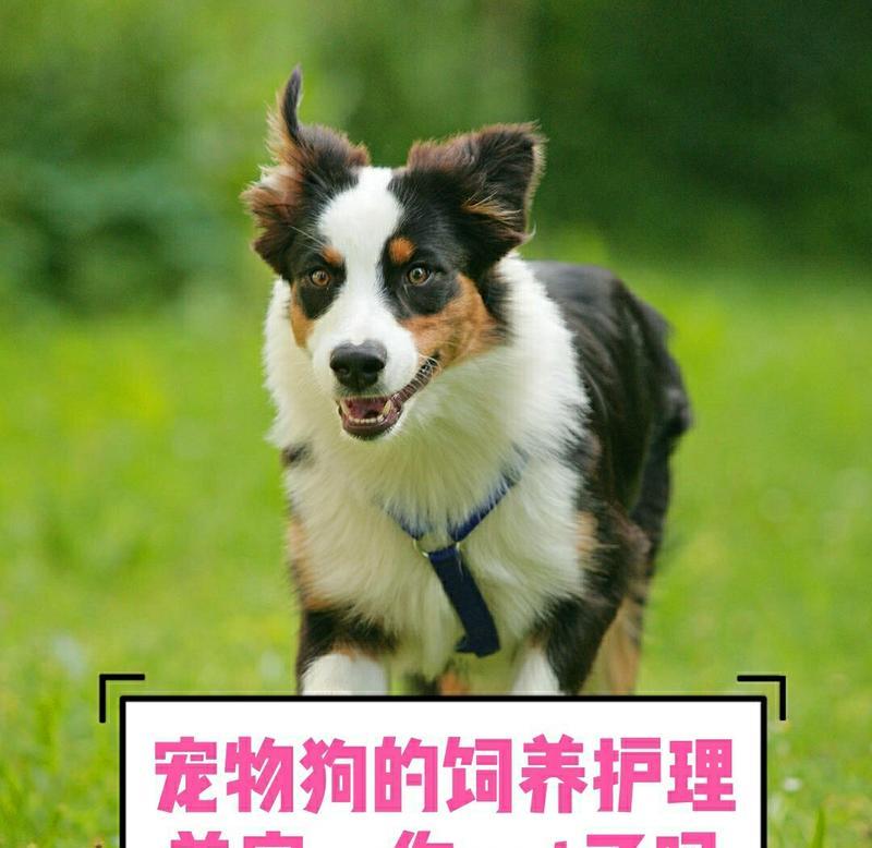 为您的宠物狗提供的关爱（为您的宠物狗提供的关爱）
