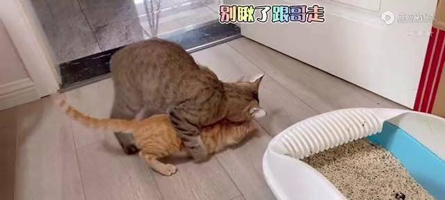 狗狗绝育后发情了，怎么办（应对狗狗绝育后的发情期）