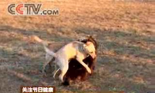 狗狗绝育后发情了，怎么办（应对狗狗绝育后的发情期）
