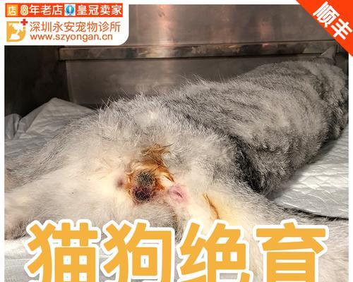为什么让狗狗绝育住院是个明智的选择（让狗狗健康长寿）