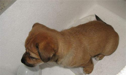 宠物狗狗如何止咳（让你的爱犬不再受困于咳嗽）