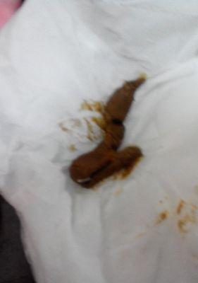 狗狗拉虫子后出现便血该怎么办（宠物虫感染引发的便血症状及治疗方法）
