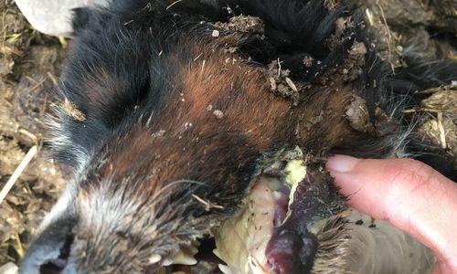 狗狗拉屎后粘稠液体的原因和应对方法（如何保持狗狗肠胃健康）