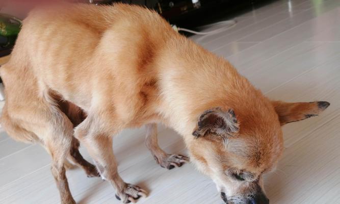 宠物主人必看，老年犬耳朵聋的原因及护理方法（宠物主人必看）