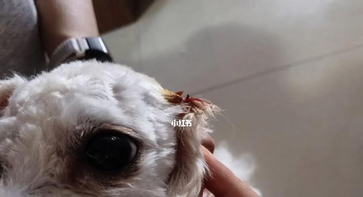 宠物主人必看，老年犬耳朵聋的原因及护理方法（宠物主人必看）