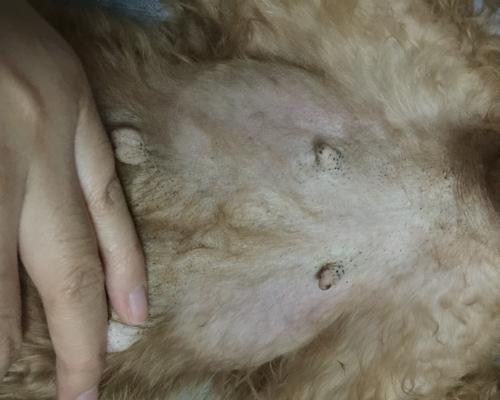 狗狗肿胀乳房原因分析（为什么我的宠物狗狗的乳房肿胀）