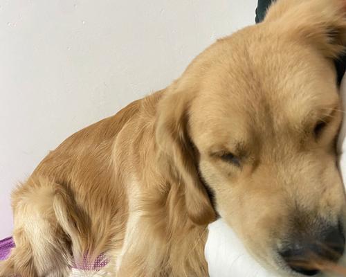 狗狗睡眠不足带来的影响（宠物狗的健康福祉与主人的关注）