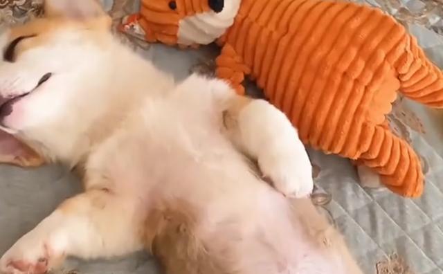 狗狗睡眠不足带来的影响（宠物狗的健康福祉与主人的关注）