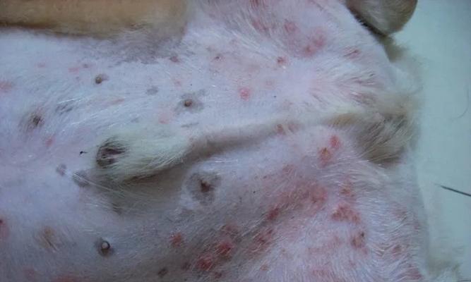 狗狗免疫低皮肤病的预防与治疗（宠物犬的皮肤健康需注意哪些细节）
