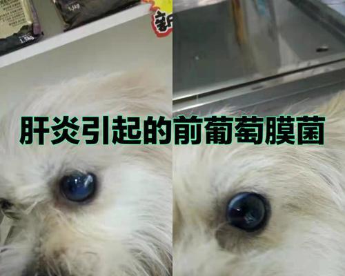 如何正确给狗狗滴青光眼眼液（宠物的健康需要你的细心呵护）