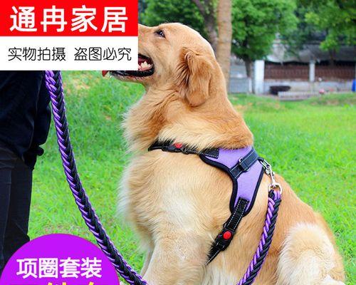 狗狗如何生小狗（从配对到分娩）