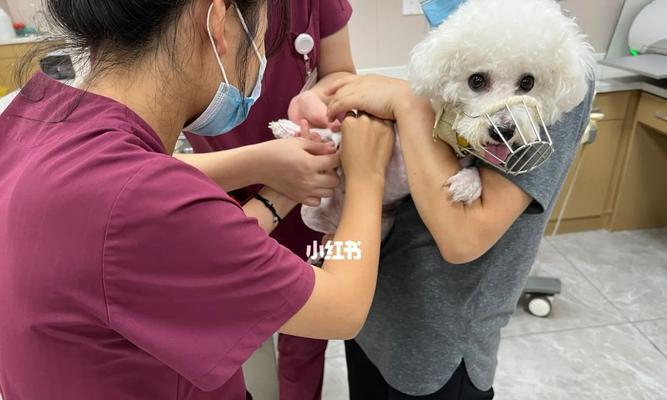狗狗输液能否治愈疾病（以宠物为主的治疗方式有哪些）