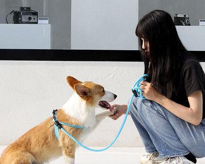 狗狗拴了绳子却不走怎么办（解决宠物拒绝行走的问题）
