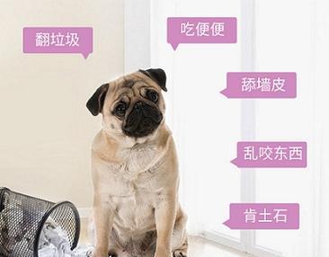 狗狗舔墙皮怎么办（宠物爱好者必看）