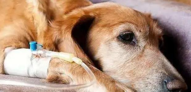 狗狗吐血水的原因分析（探究宠物喜欢吐血水的根本原因——病情）