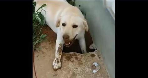 狗狗挖洞的含义与解析（从宠物行为角度分析挖洞行为）