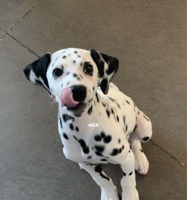 你的爱犬为什么老放屁（探究狗狗放屁的原因和解决方法）