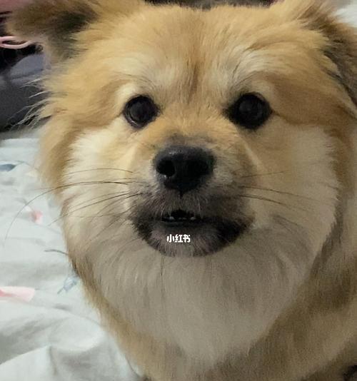 为什么狗狗喜欢臭味（探究宠物狗狗对臭味的热爱）
