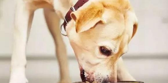 狗狗胃病的症状及预防措施（如何判断狗狗是否患有胃病）