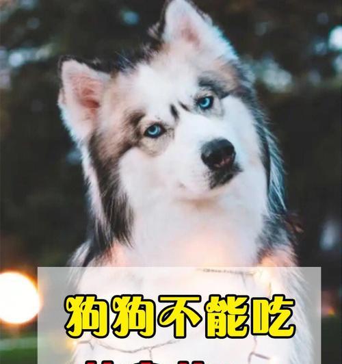 如何处理狗狗胃痉挛（宠物主人必看）