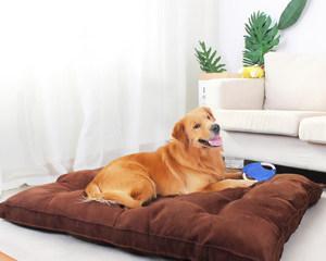 狗狗喜欢蹭沙发边的原因（探究狗狗蹭沙发边的习惯与心理）