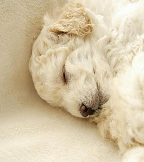 狗狗的睡眠习惯（以宠物为主）