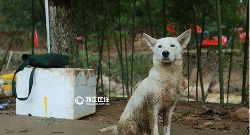 狗狗为什么喜欢在土上睡（深入探究狗狗选择在土地上休息的原因）