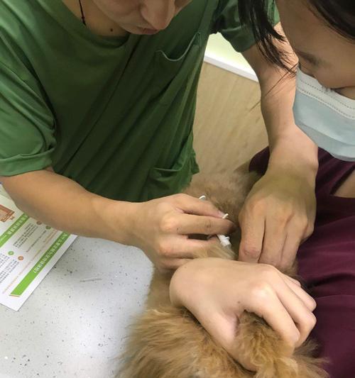 了解狗狗芯片，保护宠物安全（从芯片意义到使用方法）